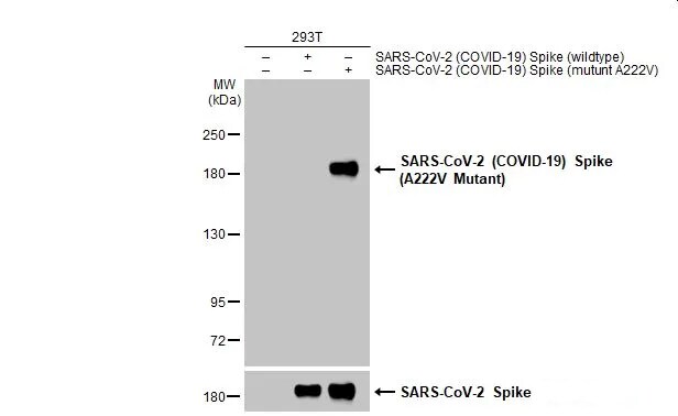 SARS-CoV-2 Spike Antibody - A222V Mutant