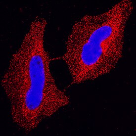 p15INK4b/CDKN2B antibody in HeLa Human Cell Line by Immunocytochemistry (ICC).