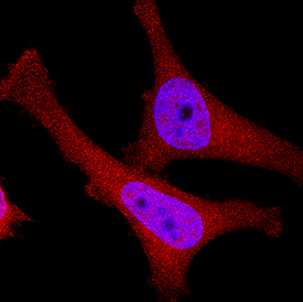 p16INK4a / CDKN2A antibody in HeLa Human Cell Line by Immunocytochemistry (ICC).