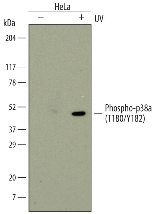 Detection of Human Phospho-p38a (T180/Y182) antibody by Western Blot.