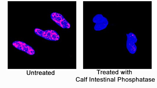 Phospho-p38 alpha (T180/Y182) antibody in HeLa Human Cell Line by Immunocytochemistry (ICC).