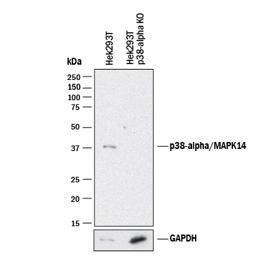 Western Blot Shows Human p38a Antibody Specificity by Using Knockout Cell Line.
