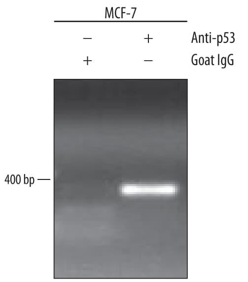 Detection of p53-regulated Genes antibody by Chromatin Immunoprecipitation.