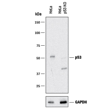 Western Blot Shows Human p53 Antibody Specificity by Using Knockout Cell Line.