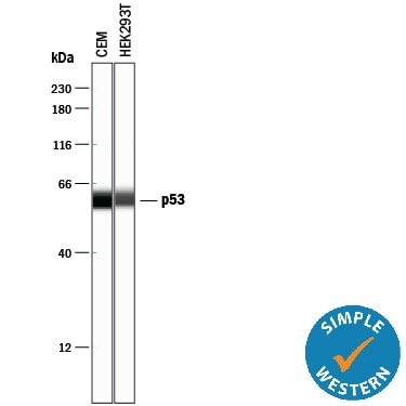 Detection of Human p53 antibody by Simple WesternTM.
