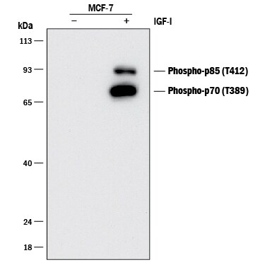 Detection of Human Phospho-p70 S6 Kinase (T389)/p85 S6 Kinase (T412) antibody by Western Blot.