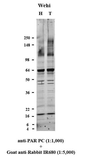 Detection of PAR/pADPr antibody by Western Blot.
