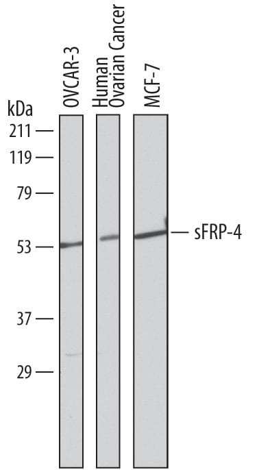 Detection of Human sFRP-4 antibody by Western Blot.