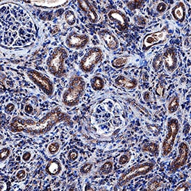 sFRP-1 antibody in Human Kidney by Immunohistochemistry (IHC-P).