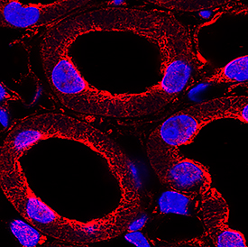 u-Plasminogen Activator (uPA)/Urokinase antibody in Mouse Kidney by Immunohistochemistry (IHC-Fr).