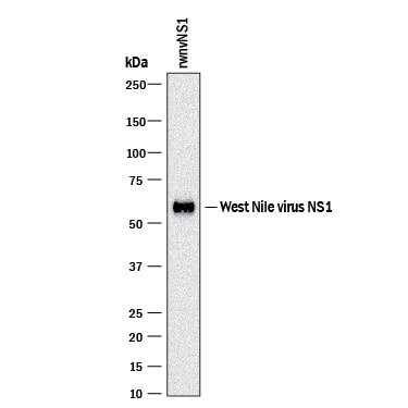 Detection of West Nile Virus (wnv) NS1 Protein antibody by Western Blot.