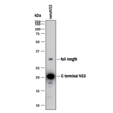 Detection of wnvNS3 Protease antibody by Western Blot.