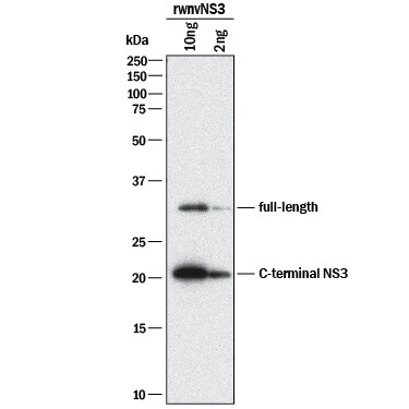Detection of wnvNS3 Protease antibody by Western Blot.