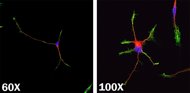 iPSC-derived Neurons Cultured Using GMP N-2 MAX Media Supplement_AR016