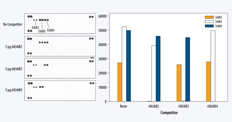 The Human Phospho-RTK Array is specific for ErbB2, ErbB3, and ErbB4 as shown by receptor competition.