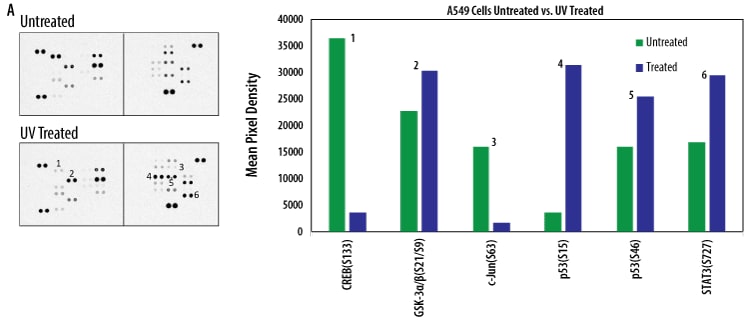 Detection of human protein kinase phosphorylation in A549 Cell Line.