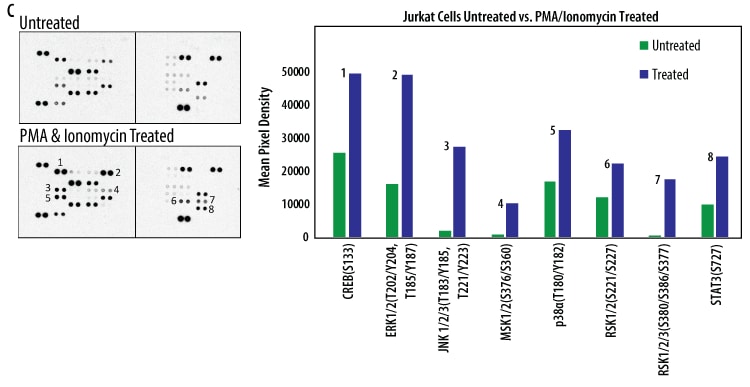 Detection of Human Protein Kinase Phosphorylation in Jurkat Cell Line.