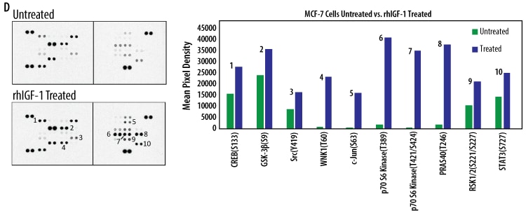 Detection of Human Protein Kinase Phosphorylation in MCF-7 Cell Line.