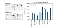 The Human Phospho-Immunoreceptor Array detects multiple tyrosine phosphorylated immunoreceptors in lysates prepared from cells activated by antibody mediated cross-linking of cell-surface immunoreceptors.