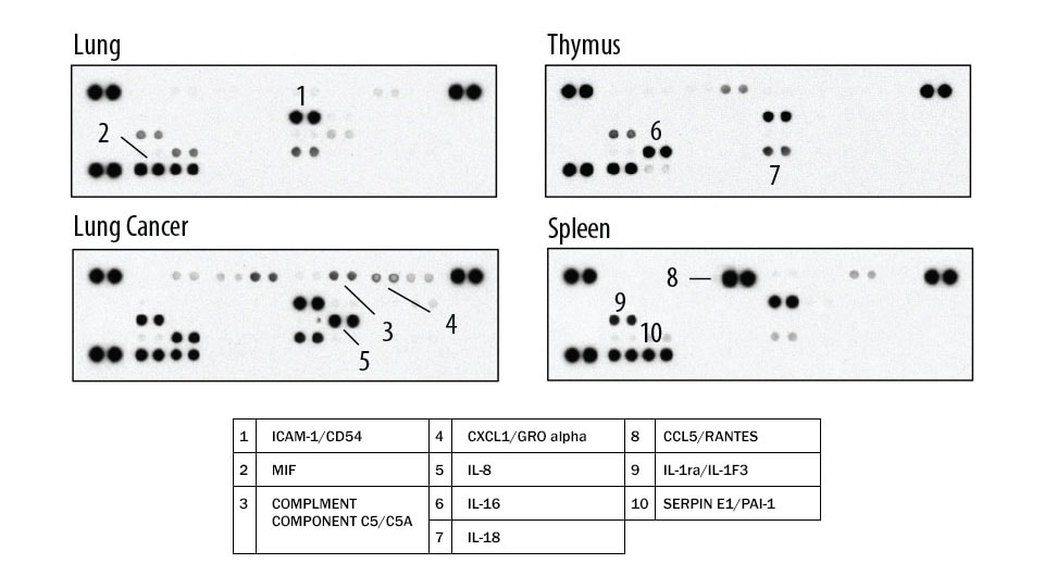 The Human Cytokine Array detects multiple cytokines, chemokines, growth factors and other soluble proteins in tissue lysate samples.