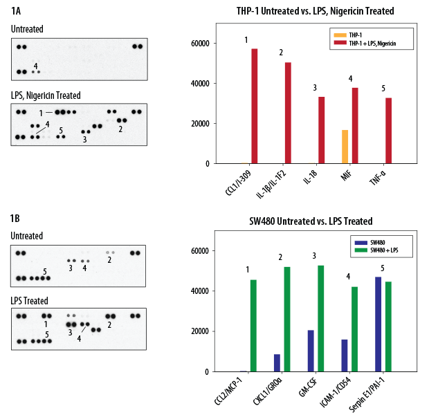 The Human Cytokine Array detects multiple cytokines, chemokines, growth factors and other soluble proteins in cell culture supernates.