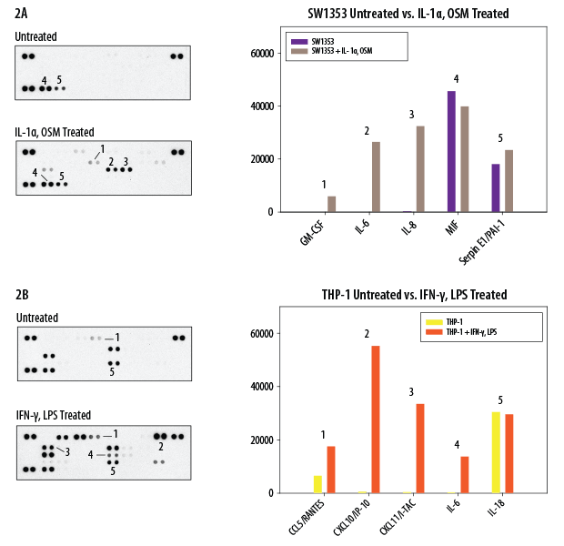 The Human Cytokine Array detects multiple cytokines, chemokines, growth factors and other soluble proteins in cell lysates.