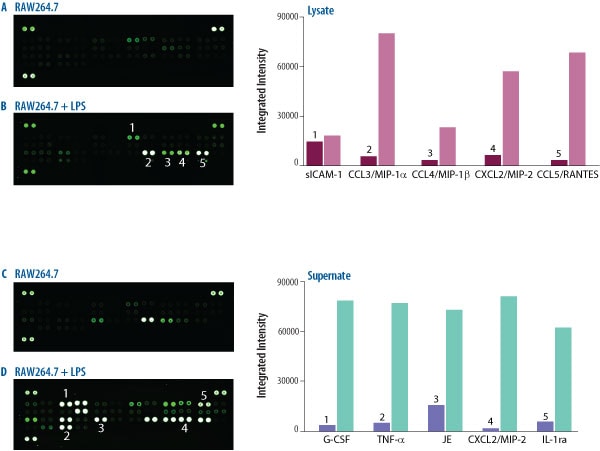The Mouse Cytokine Array detects multiple analytes in cell culture lysates and supernates.