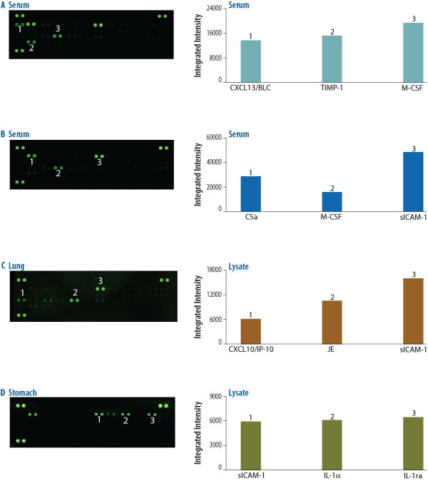 The Mouse Cytokine Array detects multiple analytes in mouse serum and tissue lysates.