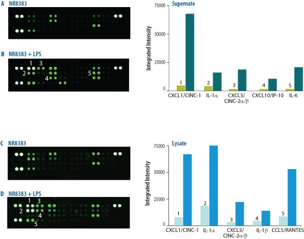 The Rat Cytokine Array detects multiple analytes in cell culture supernates and lysates.