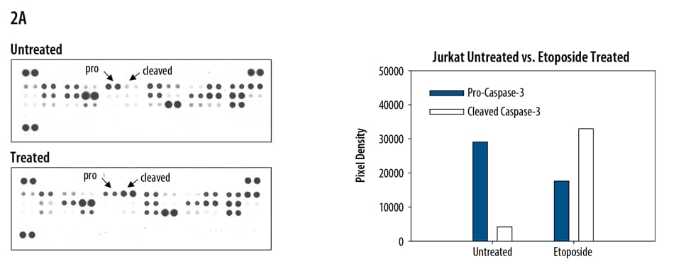 Determination of Relative Levels of Human Apoptosis-related Proteins Using Proteome Profiler Human Apoptosis Array Kit.