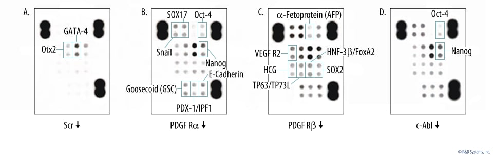 siRNA-mediated Knockdown of PDGF R alpha, PDGF R beta, and cAbl Upregulates Expression of Pluripotent, Mesoderm, and Endoderm Markers.