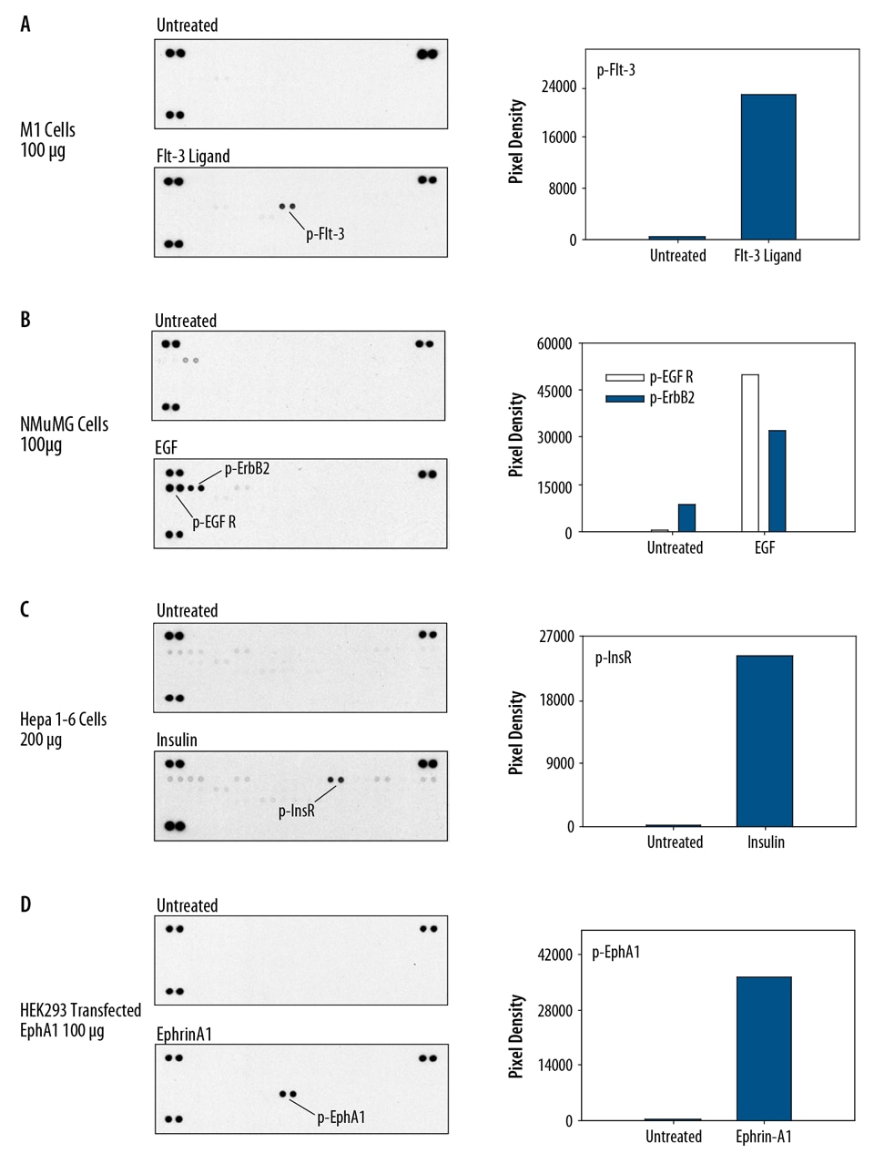 The Mouse Phospho-RTK Array detects multiple tyrosine phosphorylated receptors in untreated and ligand-treated cell lysates.