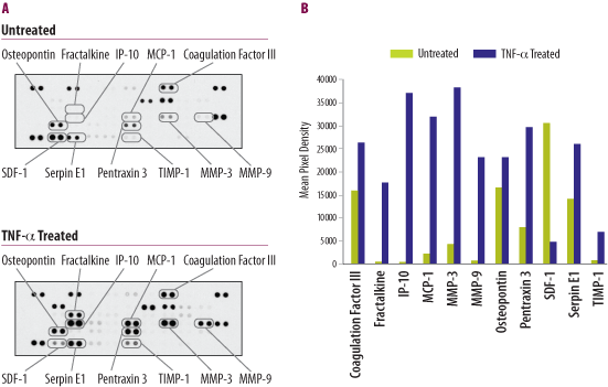 Multiple Proteins in TNF-alpha-treated Balb/3T3 Cells were Assessed using the Mouse Angiogenesis Array.