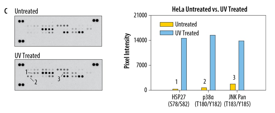 Determination of Relative Levels of Selected Human Cell Stress-related Proteins.