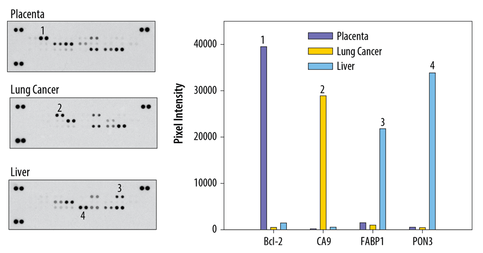 Determination of Relative Levels of Selected Human Cell Stress-related Proteins.