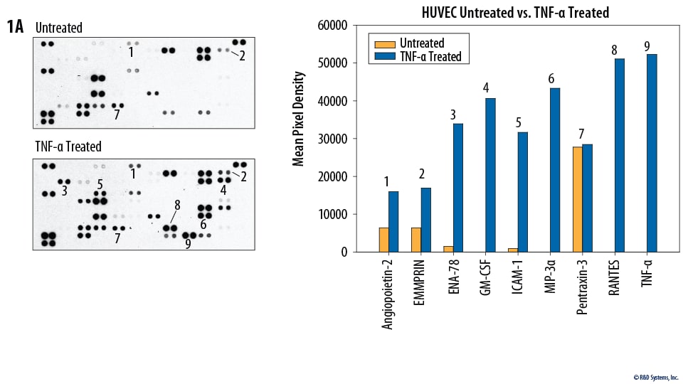 The Human XL Cytokine Array detects multiple cytokines, chemokines, growth factors and other soluble proteins in cell culture supernates.