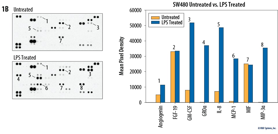 The Human XL Cytokine Array detects multiple cytokines, chemokines, growth factors and other soluble proteins in cell culture supernates.
