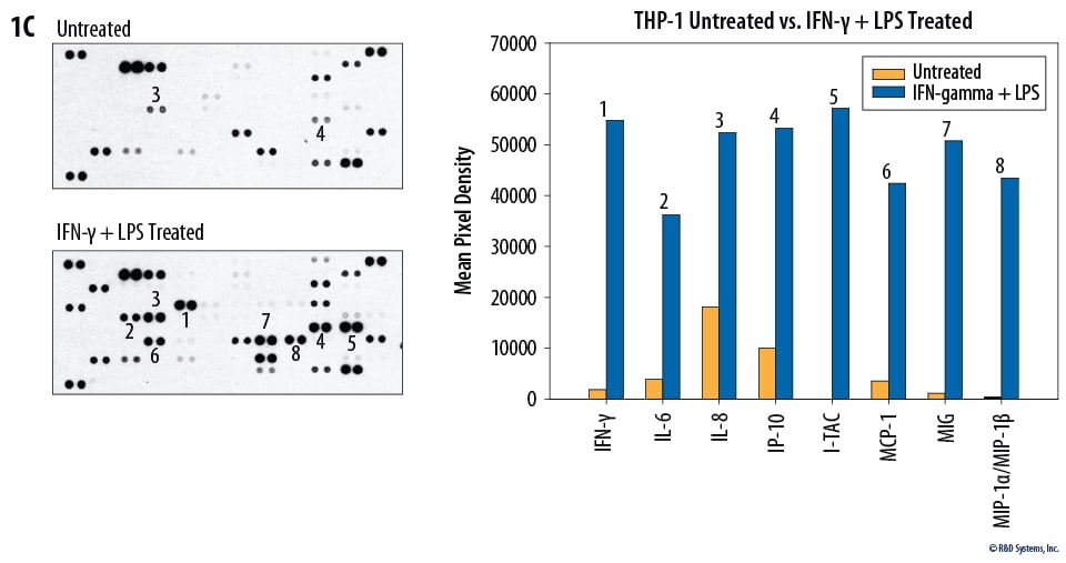 The Human XL Cytokine Array detects multiple cytokines, chemokines, growth factors and other soluble proteins in cell culture supernates.