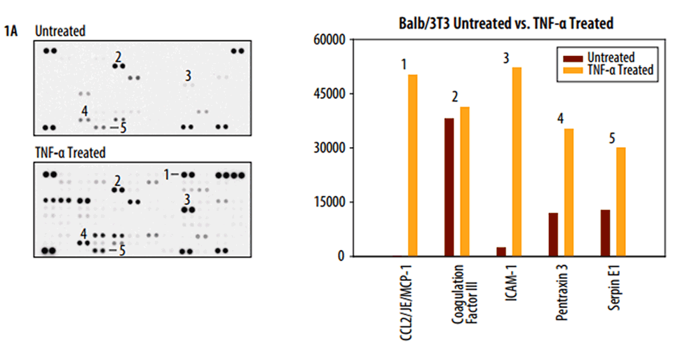Detection of selected mouse cytokines in Balb/3T3 Cell Line Lysate