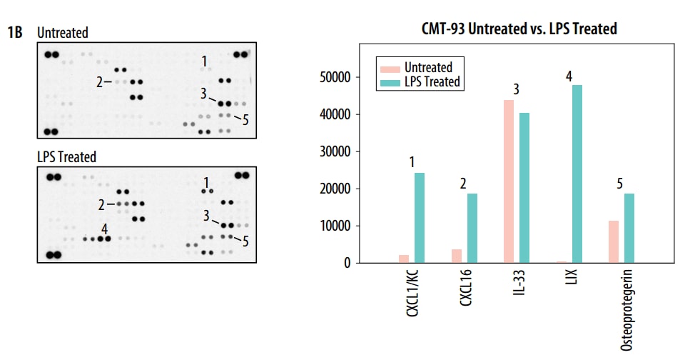 Detection of Selected Mouse Cytokines in CMT-93 Cell Line Lysate.