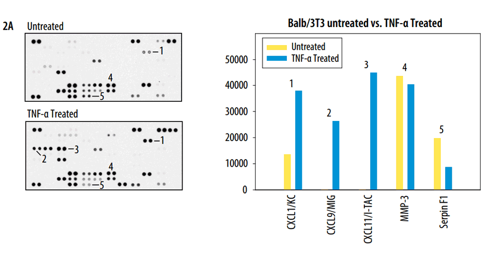 Detection of Selected Mouse Cytokines in Balb/3T3 Cell Line Supernate.