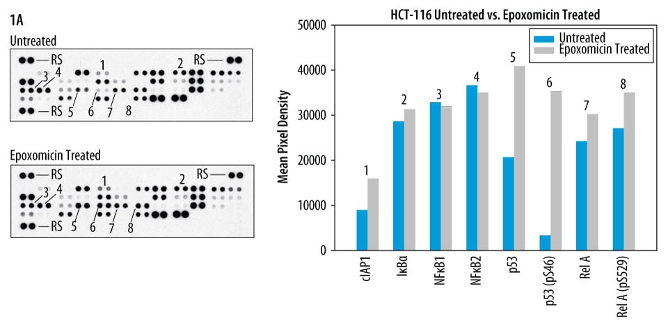 Detection of human NFkB Pathway proteins in HCT-116 cells.