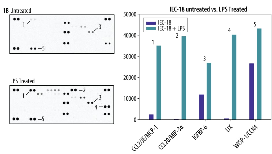 The Mouse XL Cytokine Array detects multiple cytokines, chemokines, growth factors and other soluble proteins in cell culture supernates.