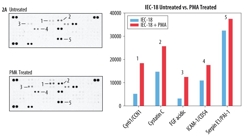 The Mouse XL Cytokine Array detects multiple cytokines, chemokines, growth factors and other soluble proteins in cell culture supernates.