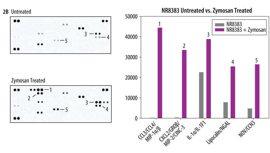 The Mouse XL Cytokine Array detects multiple cytokines, chemokines, growth factors and other soluble proteins in cell culture supernates.