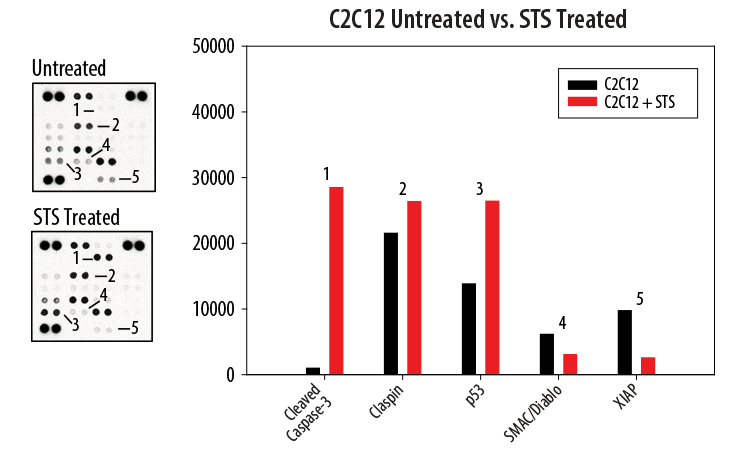Expression of Mouse Apoptosis-related Proteins in Cell Lysate