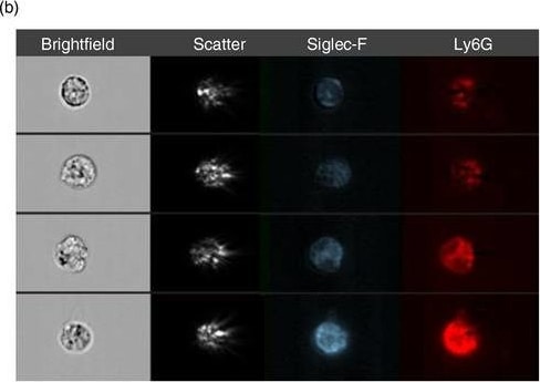 Detection of Mouse Siglec-F by Immunocytochemistry/ Immunofluorescence
