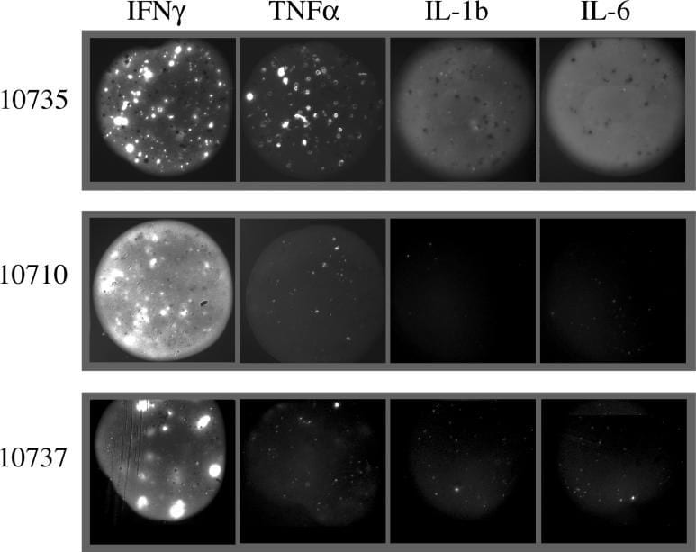 Detection of Human IL-1 beta/IL-1F2 by Functional
