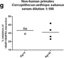 Detection of Human VEGFR2/KDR/Flk-1 by ELISA
