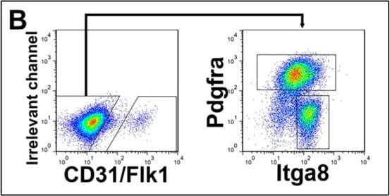 Detection of Mouse Integrin alpha 8 by Flow Cytometry